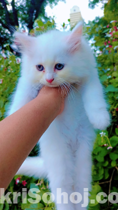 Persian cat